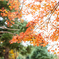 紅葉