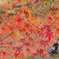 紅葉狩り