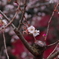 秋の桜