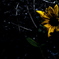 R0019873clrSLK