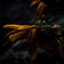 R0019874-2clrSLK