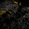 R0019877clrSLK