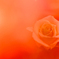 愛しの薔薇　9