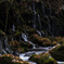 Moss and dry grass