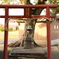神社の中に神社