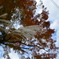 DSC_0011　鎌倉にて。