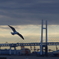 カモメとベイブリッジ