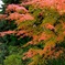 紅葉①