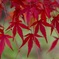 紅葉②