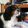 愛犬おと