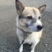 我が家の愛犬