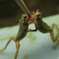 カエル相撲