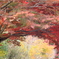 トルネード紅葉
