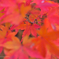 今年の紅葉も…