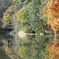 鳥と池と紅葉