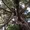 巨木・杉