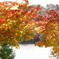 水辺の紅葉