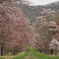 静内桜並木