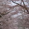 静内桜並木