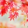 雨の紅葉