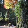 紅葉を見ながら