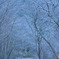 氷点下に包まれた森