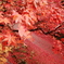 R0002564