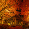 見上げる紅葉