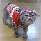 Sachi_in_Matsuri