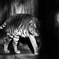 shadow