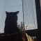 窓ねこ