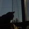 窓ねこ