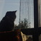 窓ねこ