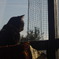 窓ねこ