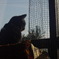 窓ねこ