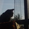 窓ねこ