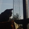 窓ねこ