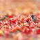 紅雀