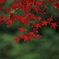 紅