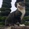 塀の上猫