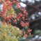京都の紅葉