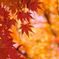 等々力渓谷の紅葉