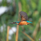 AK4I6243_400mm_F5,6_SS1600_ISO320
