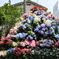 紫陽花富士全景