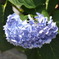青い紫陽花