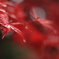 紅葉と雨