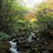 紅葉と川