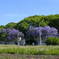 Jacaranda@Montevideo, Uruguay