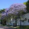 Jacaranda@Montevideo, Uruguay