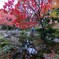 横浜公園の紅葉